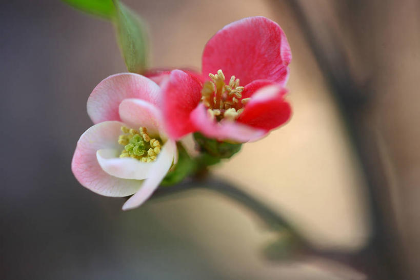 无人,横图,俯视,室外,特写,白天,美景,阴影,朦胧,模糊,盛开,光线,影子,景观,花蕾,花,花瓣,花朵,鲜花,两朵,粉色,阳光,自然,花苞,花蕊,景色,自然风光,贴梗海棠,诚实,平凡,木瓜海棠,木瓜花,彩图,高角度拍摄