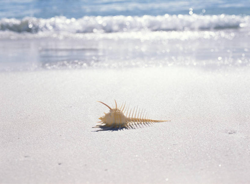 无人,横图,俯视,室外,白天,海浪,海洋,美景,沙滩,法国,欧洲,阴影,朦胧,模糊,光线,沙子,影子,海岸,景观,浪花,海螺,沙地,海洋生物,一个,阳光,自然,海水,景色,单个,软体动物,峨螺,西欧,法兰西,自然风光,水生动物,水生物,海景,海底动物,法兰西共和国,骨螺,法兰西第五共和国,新喀里多尼亚,刺螺,新喀里多尼亚岛,大海,风浪,海,海水的波动,海滩,近岸浪,涌浪,彩图,高角度拍摄