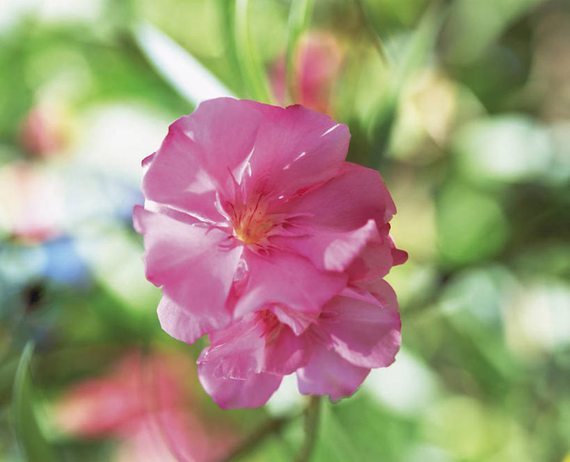 无人,横图,室外,特写,白天,正面,美景,树林,植物,阴影,朦胧,模糊,盛开,光线,影子,景观,花蕾,花,花瓣,花朵,鲜花,树,树木,两朵,粉色,绿色,阳光,自然,花苞,花蕊,景色,生长,成长,夹竹桃,自然风光,柳叶桃,半年红,彩图