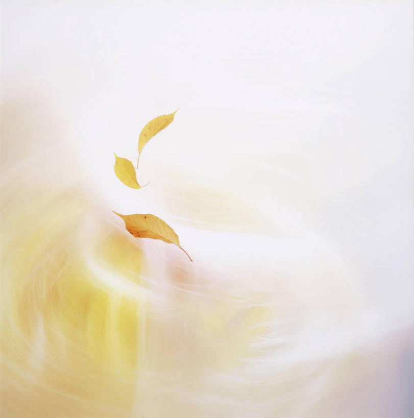 无人,竖图,室内,特写,白天,正面,秋季,叶子,朦胧,模糊,枯叶,落叶,叶,叶片,秋,秋天,彩图