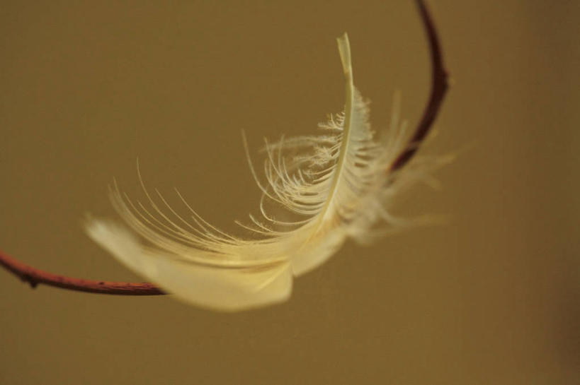 无人,横图,室内,特写,白天,正面,羽毛,阴影,朦胧,模糊,轻盈,柔软,反射,影子,摄影,影棚,褐色背景,轻柔,彩图,影棚拍摄,拍摄