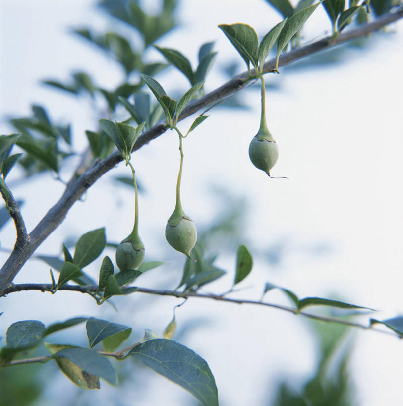 无人,竖图,室外,特写,白天,正面,美景,树林,植物,阴影,朦胧,模糊,光线,影子,景观,种子,枝条,树,树木,树枝,绿色,天空,阳光,自然,天,景色,生长,成长,自然风光,野茉莉,虬枝,枝杈,彩图,安息香,拙贝罗香