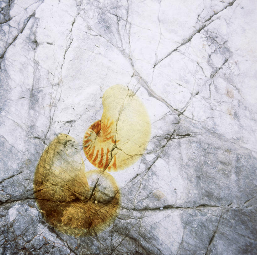 无人,横图,室内,白天,正面,数码,科技,石头,阴影,遗迹,反射,网络,化石,石子,影子,高光,几何,计算机图形,合成,两个,电脑合成图,数码合成图,贵重,珍贵,合成图,写实,具体,具象,名贵,遗体,菊石,宝贵,古生物,石块,岩石,彩图