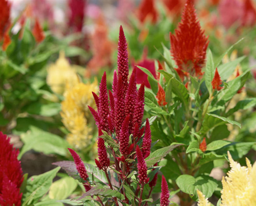 无人,横图,室外,特写,白天,正面,爱情,花海,花圃,美景,植物,叶子,阴影,朦胧,模糊,盛开,光线,影子,景观,花蕾,花,花瓣,花朵,花卉,鲜花,红色,绿色,阳光,自然,花丛,花束,花田,花苞,花蕊,景色,鸡冠花,自然风光,鸡髻花,老来红,芦花鸡冠,真挚,坚贞,鸡公花,彩图