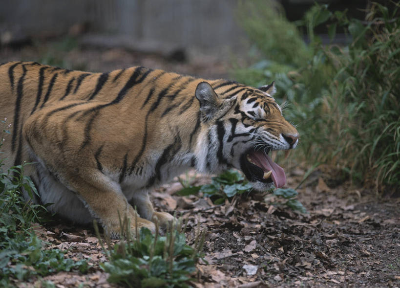 无人,动物园,走,横图,室外,白天,侧面,草地,草坪,美景,植物,道路,路,哺乳动物,虎,野生动物,北海道,日本,亚洲,阴影,朦胧,模糊,光线,影子,景观,小路,交通,注视,草,一只,绿色,阳光,自然,动物,观察,看,张嘴,景色,观看,察看,关注,自然风光,凶猛,张大嘴巴,东亚,日本国,北海道地方,北海道岛,旭川,道北,残暴,凶残,张开嘴,老虎,步行,散步,走路,半身,彩图,上川综合振兴局,振兴局,旭川市,旭山动物园