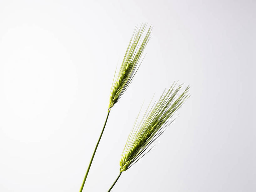 无人,横图,室内,特写,白天,白色背景,正面,农作物,小麦,两根,谷物,绿色,摄影,麦子,影棚,彩图,影棚拍摄,拍摄