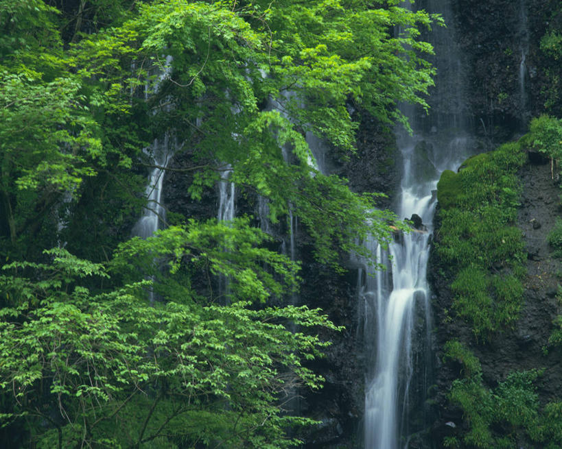 无人,横图,室外,白天,正面,旅游,度假,石头,美景,瀑布,树林,水,植物,长野县,日本,亚洲,阴影,飞溅,溅,光线,石子,液体,影子,景观,水滴,娱乐,水珠,树,树木,绿色,阳光,自然,享受,休闲,景色,放松,生长,成长,喷洒,自然风光,东亚,本州,本州岛,日本国,中部地方,长野,轻井泽,轻井泽町,白丝瀑布,跌水,石块,彩图,北佐久郡