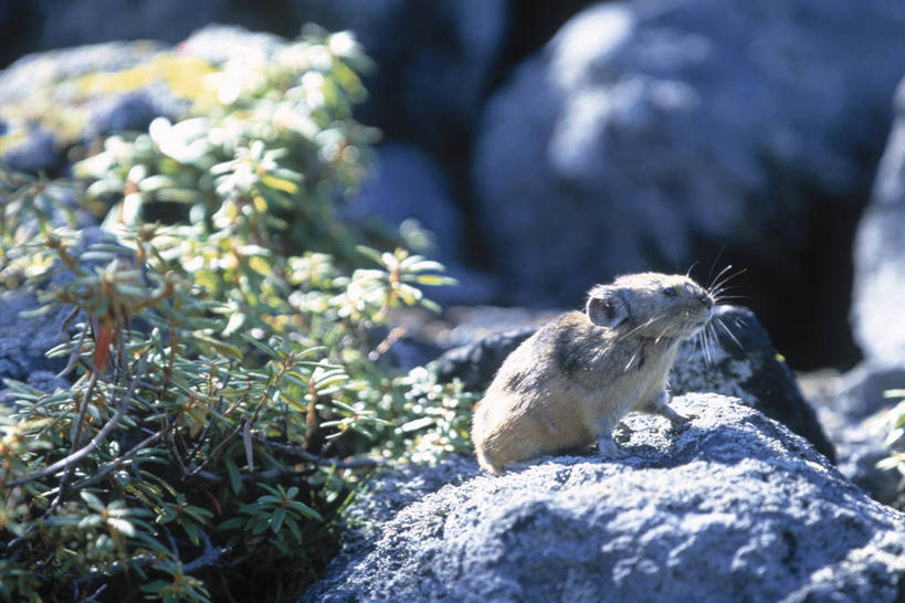 无人,坐,横图,室外,白天,侧面,花海,花圃,石头,美景,植物,野生动物,叶子,阴影,朦胧,模糊,盛开,光线,石子,影子,景观,花蕾,注视,花,花瓣,花朵,花卉,鲜花,一只,绿色,阳光,自然,动物,花丛,花束,花田,花苞,花蕊,观察,看,景色,可爱,活泼,观看,察看,关注,自然风光,鼠兔,石块,岩石,坐着,彩图,全身