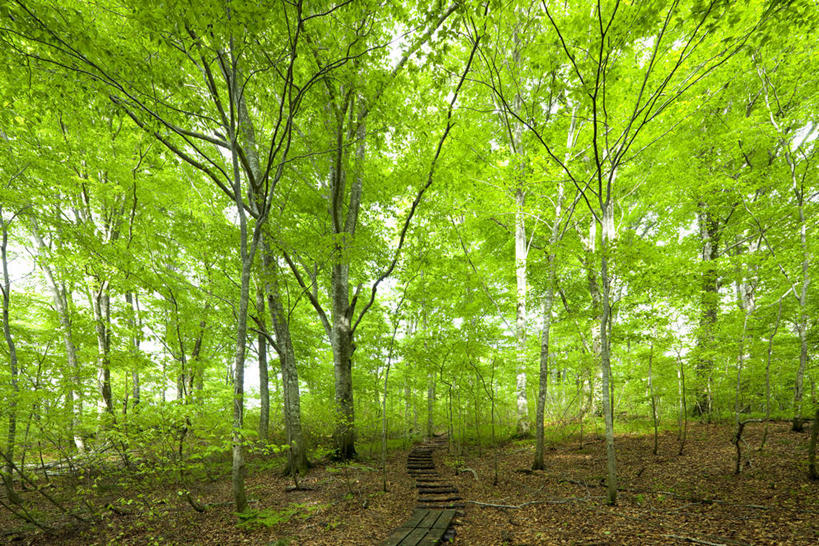 无人,横图,室外,白天,正面,旅游,度假,美景,森林,树林,植物,秋田县,日本,亚洲,阴影,光线,影子,景观,娱乐,树,树木,绿色,阳光,自然,享受,休闲,景色,放松,生长,成长,自然风光,东亚,本州,本州岛,日本国,秋田,东北地方,彩图