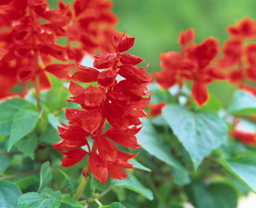 无人,横图,室外,特写,白天,正面,花海,花圃,美景,植物,叶子,阴影,朦胧,模糊,盛开,光线,影子,景观,花蕾,花,花瓣,花朵,花卉,鲜花,红色,绿色,阳光,自然,花丛,花束,花田,花苞,花蕊,景色,恋爱,一串红,自然风光,爆仗红,炮仗红,彩图,炮仔花,墙下红