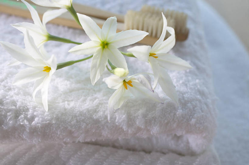 无人,横图,俯视,室内,特写,白天,报春花,四朵,阴影,朦胧,模糊,盛开,反射,纺织物,影子,花蕾,花,花瓣,花朵,鲜花,一个,白色,毛巾,花苞,花蕊,清洁,搅拌棒,单个,保暖,透气,防水,樱草,独一,仅有,唯一,唯有,惟一,惟有,七瓣莲,储水,耐磨,吸水,搅蜜棒,蜂蜜棒,年景花,四季报春,彩图,高角度拍摄