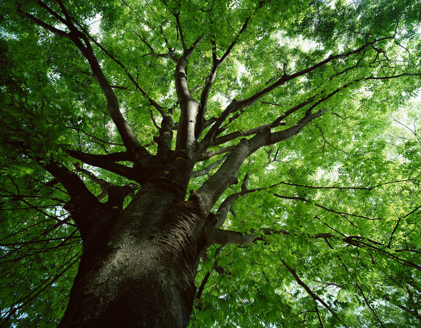 无人,横图,室外,白天,仰视,美景,树林,植物,阴影,光线,影子,景观,树,树木,绿色,阳光,自然,景色,生长,成长,自然风光,山毛榉,麻栎金刚,山毛榉树,彩图,低角度拍摄