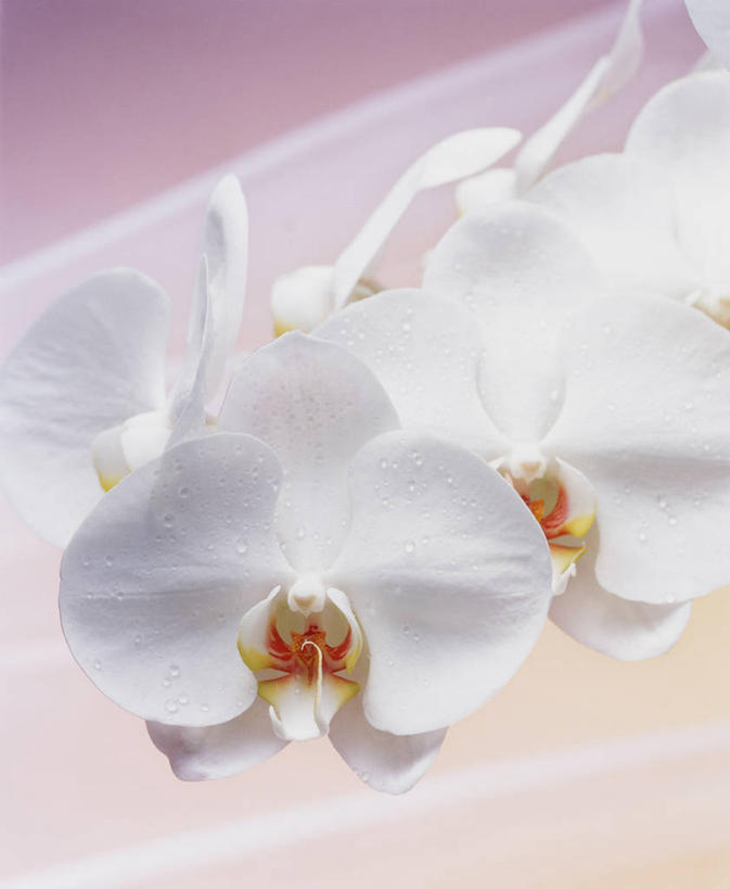 无人,竖图,室内,特写,白天,正面,蝴蝶兰,阴影,盛开,反射,影子,花蕾,花,花瓣,花朵,鲜花,两朵,白色,花苞,花蕊,蝶兰,兰中皇后,兰花,彩图,兰花之后,台湾蝴蝶兰