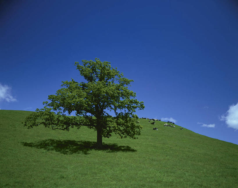 无人,横图,室外,白天,正面,旅游,度假,草地,草坪,美景,树林,植物,北海道,日本,亚洲,一棵,阴影,光线,影子,景观,云,云朵,云彩,娱乐,草,树,树木,蓝色,绿色,白云,蓝天,天空,阳光,自然,天,享受,休闲,景色,放松,生长,晴朗,成长,自然风光,东亚,日本国,北海道地方,北海道岛,上士幌町,晴空,彩图,河东郡,带广,带广市,十胜支厅