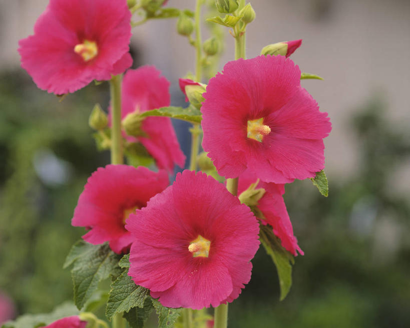 无人,横图,俯视,室外,特写,白天,美景,叶子,朦胧,模糊,盛开,景观,绿叶,花蕾,花,花瓣,花朵,鲜花,粉色,自然,花苞,花蕊,嫩叶,景色,自然风光,金钱紫花葵,锦葵,荆葵,钱葵,淑气花,小白淑气花,恩惠,叶,叶片,彩图,高角度拍摄