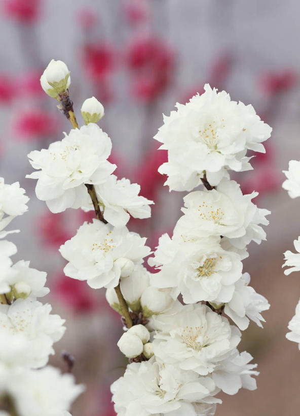 无人,竖图,室外,特写,白天,正面,爱情,美景,桃花,朦胧,模糊,盛开,景观,花蕾,花,花瓣,花朵,鲜花,粉色,白色,自然,花苞,花蕊,景色,俘虏,自然风光,彩图