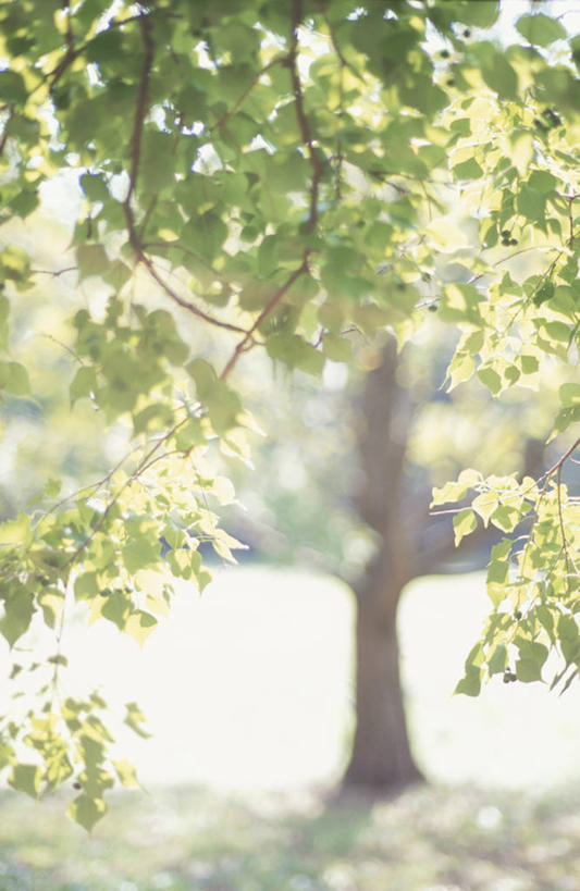 无人,竖图,室外,白天,正面,旅游,度假,美景,树林,植物,神奈川,日本,亚洲,阴影,朦胧,模糊,光线,影子,景观,树桩,神奈川县,娱乐,树,树干,树木,绿色,阳光,自然,享受,休闲,木桩,景色,放松,生长,成长,自然风光,东亚,本州,川崎,关东地方,本州岛,日本国,彩图,川崎市