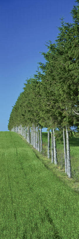 无人,农田,竖图,室外,白天,正面,旅游,度假,庄稼,农作物,美景,植物,松树,北海道,日本,亚洲,一排,阴影,整齐,光线,影子,景观,麦田,娱乐,树,树木,排列,蓝色,绿色,蓝天,天空,阳光,自然,天,享受,休闲,景色,放松,生长,晴朗,成长,队列,自然风光,坚定,东亚,万里无云,日本国,北海道地方,北海道岛,长寿,贞洁,晴空,晴空万里,彩图,耕地,庄稼田,鄂霍次克综合振兴局,网走郡,大空町,道东,网走支厅