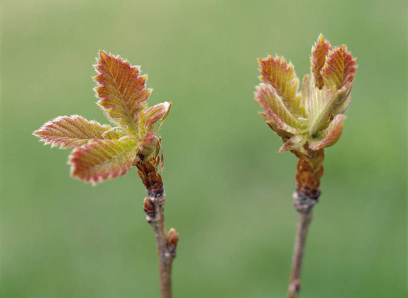 无人,横图,室外,特写,白天,正面,美景,叶子,朦胧,模糊,景观,绿叶,枝条,树枝,自然,嫩叶,景色,自然风光,山毛榉,麻栎金刚,山毛榉树,虬枝,枝杈,栎,叶,叶片,彩图,栎树,壳斗