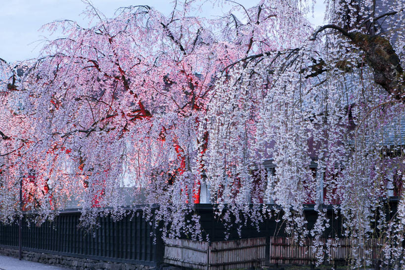 无人,横图,室外,夜晚,正面,旅游,度假,幸福,纯洁,美景,植物,樱花,秋田县,日本,亚洲,盛开,景观,枝条,花蕾,娱乐,花,花瓣,花朵,鲜花,树,树木,树枝,粉色,绿色,自然,花苞,花蕊,享受,休闲,景色,放松,生长,成长,等待,生命,自然风光,东亚,本州,本州岛,日本国,秋田,东北地方,仙樱花,福岛樱,青肤樱,高尚,热烈,虬枝,枝杈,荆桃,彩图,日本樱花,枝垂樱