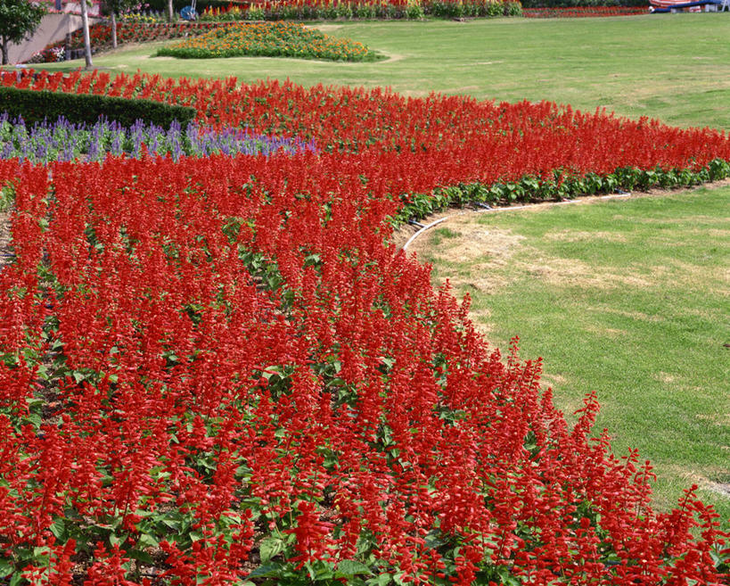 无人,横图,俯视,室外,白天,旅游,度假,草地,草坪,花海,花圃,美景,植物,叶子,盛开,景观,花蕾,娱乐,草,花,花瓣,花朵,花卉,鲜花,红色,绿色,自然,花丛,花束,花田,花苞,花蕊,享受,休闲,景色,放松,恋爱,一串红,自然风光,爆仗红,炮仗红,彩图,高角度拍摄,炮仔花,墙下红