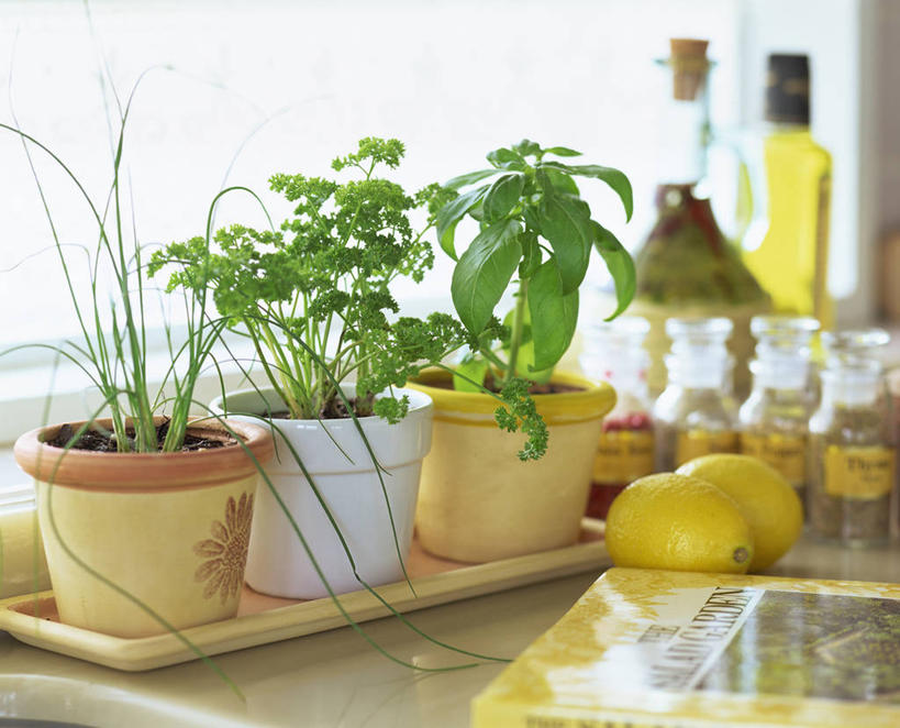 无人,横图,室内,特写,白天,正面,植物,厨房,窗户,桌面,桌子,柠檬,水果,花盆,阴影,朦胧,模糊,新鲜,反射,盆栽,影子,陶瓷,调味,生食,食用油,香料,油,佐料,橄榄油,食品,果实,草药,盆景,陶瓷制品,中药,玻璃窗,玻璃制品,食物,黄色,绿色,自然,玻璃瓶,瓶子,容器,香草,有机食品,绿色食品,生长,成长,储藏,罗勒,配料,储存,紫苏,药材,中草药,植物油,九层塔,圣约瑟夫草,甜罗勒,兰香,中药材,本草,作料,益母果,柠果,彩图,灶间,厨房料理台,贮存,料理台