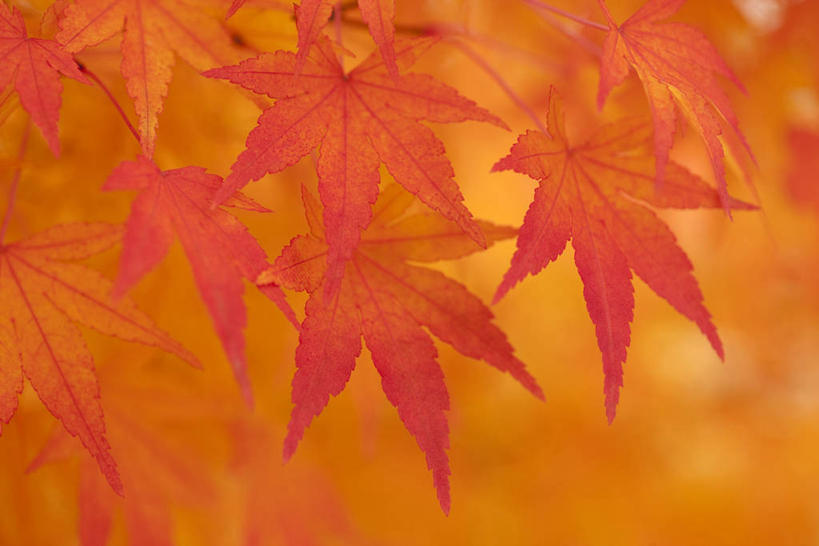 无人,横图,室外,特写,白天,正面,美景,秋季,叶子,秋田县,日本,亚洲,阴影,朦胧,模糊,光线,影子,景观,枫叶,枯叶,落叶,黄色,红色,阳光,自然,景色,枫树叶,自然风光,东亚,本州,本州岛,日本国,秋田,东北地方,叶,叶片,秋,秋天,彩图