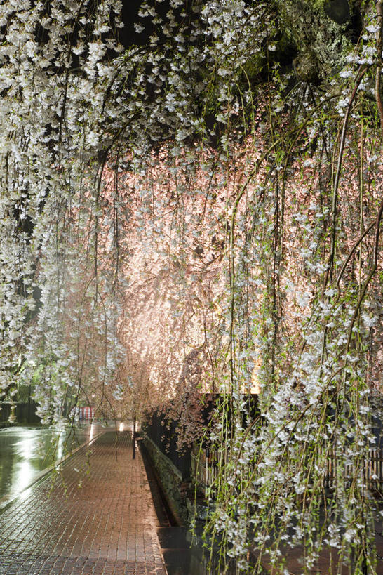 无人,竖图,室外,夜晚,正面,度假,幸福,纯洁,美景,城市风光,城市,道路,路,樱花,秋田县,日本,亚洲,阴影,盛开,光线,影子,景观,小路,灯光,交通,花蕾,娱乐,花,花瓣,花朵,鲜花,花苞,花蕊,享受,休闲,景色,放松,等待,生命,东亚,本州,本州岛,日本国,秋田,东北地方,仙樱花,福岛樱,青肤樱,高尚,热烈,日本早樱,荆桃,彩图