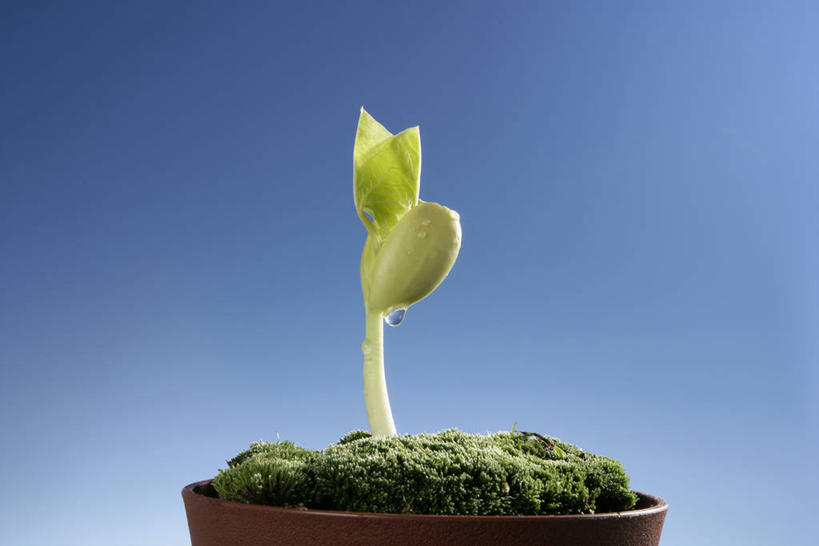 无人,横图,室外,特写,白天,正面,植物,阴影,光线,影子,发芽,蓝色,绿色,蓝天,天空,阳光,自然,天,生长,晴朗,成长,万里无云,抽芽,晴空,晴空万里,彩图