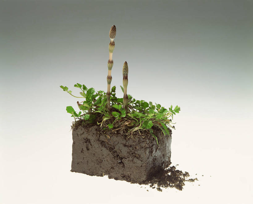 无人,横图,室内,特写,白天,白色背景,正面,植物,阴影,反射,盆栽,影子,泥土,土壤,盆景,绿色,自然,马尾,摄影,影棚,生长,成长,问荆,接续草,公母草,搂接草,空心草,马蜂草,猪鬃草,黄蚂草,节节草,接骨草,彩图,影棚拍摄,拍摄,木贼,马尾植物