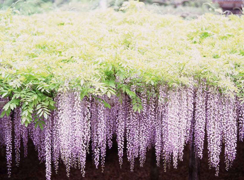 无人,横图,室外,特写,白天,正面,美景,阴影,盛开,光线,影子,景观,紫藤,花蕾,花,花瓣,花朵,鲜花,紫色,阳光,自然,花苞,花蕊,景色,自然风光,朱藤,藤萝,招藤,招豆藤,彩图