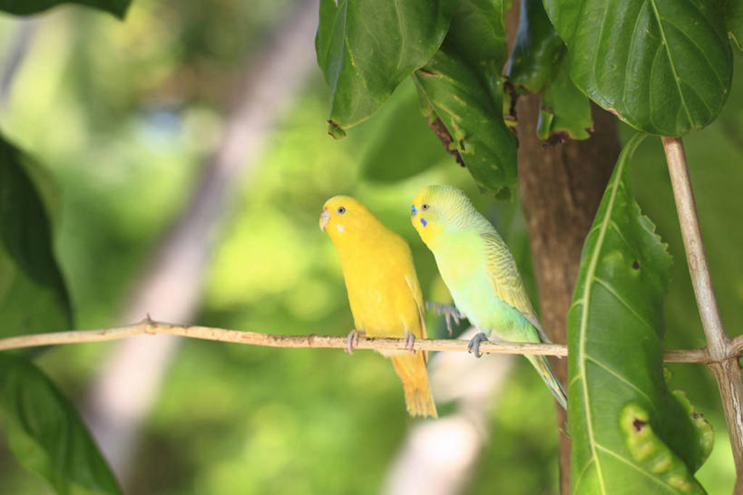 无人,站,横图,室外,白天,正面,美景,植物,鸟,鹦鹉,叶子,阴影,朦胧,模糊,光线,鸟类,纹理,影子,景观,绿叶,枝条,注视,树枝,绿色,阳光,自然,动物,观察,看,站着,两只,嫩叶,景色,可爱,活泼,观看,察看,关注,自然风光,肌理,观赏鸟,虬枝,枝杈,彩凤,虎皮鹦鹉,娇凤,叶,叶片,叶脉,站立,彩图,全身
