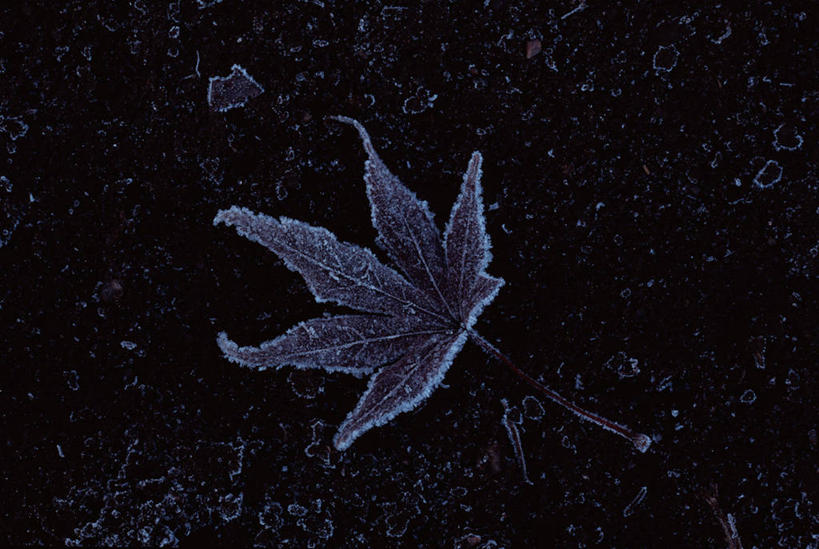 无人,横图,俯视,室外,特写,白天,美景,叶子,一片,吊挂,悬挂,清澈,景观,冬季,冬天,枯叶,落叶,挂,霜,自然,景色,寒冷,冰冷,自然风光,严寒,冰凉,酷寒,凛冽,凛凛,极冷,冬日,清亮,叶,叶片,彩图,高角度拍摄