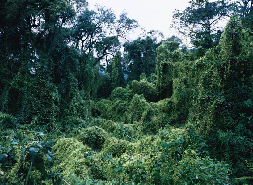 无人,横图,室外,白天,正面,旅游,度假,草地,草坪,美景,山,山脉,树林,植物,阿根廷,阴影,光线,影子,景观,山峰,山峦,娱乐,草,树,树木,蓝色,绿色,蓝天,天空,阳光,自然,群山,天,享受,休闲,景色,南美,放松,生长,晴朗,成长,南美洲,拉丁美洲,自然风光,美洲,万里无云,亚美利加洲,南亚美利加洲,阿根廷共和国,胡胡伊,胡胡伊省,晴空,晴空万里,彩图