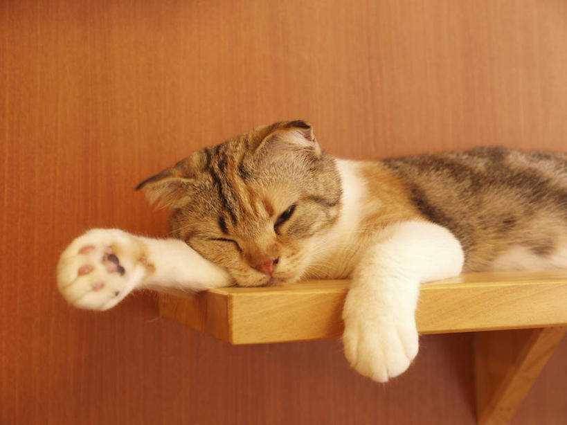 无人,躺,闭眼,睡,横图,室内,特写,白天,正面,宠物,猫,木制,墙,置物架,架子,墙壁,墙面,一只,动物,木制品,可爱,陈列架,猫咪,苏格兰折耳猫,折耳猫,搁架,苏格兰弯耳猫,卧着,闭眼睛,闭着眼,闭着眼睛,困,困觉,寝息,睡觉,躺着,卧,半身,彩图