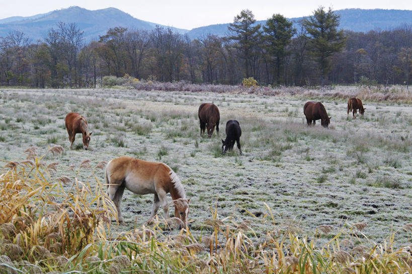 无人,农场,站,横图,室外,白天,正面,旅游,度假,畜牧业,牧场,草地,草坪,美景,山,山脉,植物,马,野生动物,北海道,日本,亚洲,吊挂,悬挂,清澈,景观,山峰,山峦,挂,霜,娱乐,五匹,草,树,树木,绿色,天空,自然,动物,群山,天,站着,享受,休闲,景色,放松,寒冷,运输,牲畜,生长,成长,冰冷,自然风光,东亚,畜牧,日本国,北海道地方,北海道岛,牧业,严寒,冰凉,酷寒,凛冽,凛凛,极冷,清亮,站立,彩图,全身