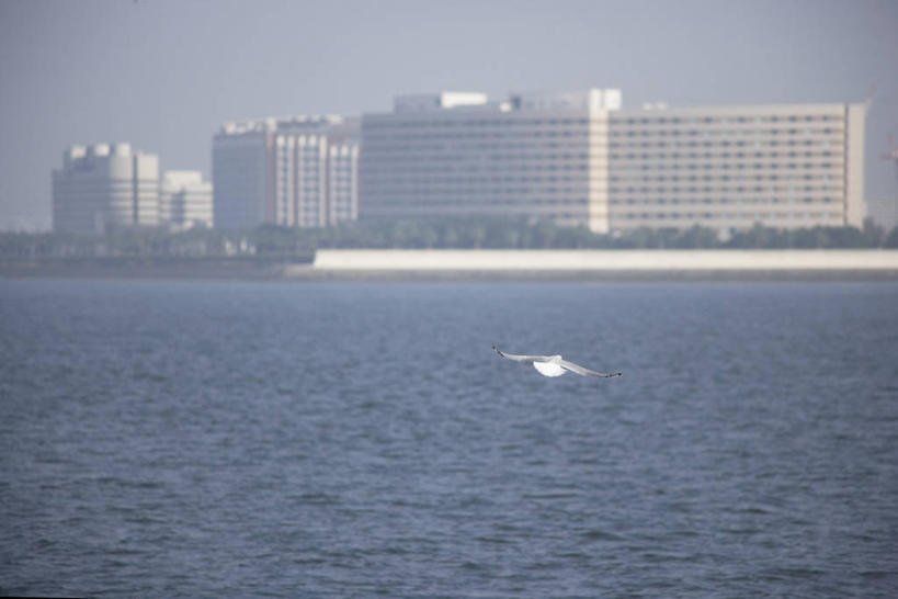 无人,家,横图,室外,白天,正面,度假,海浪,海洋,美景,植物,城市风光,城市,海鸟,海鸥,鸟,日本,亚洲,飞翔,伸展,张开,展翅,飞行,翅膀,鸟类,房屋,屋子,景观,浪花,公寓,千叶县,翱翔,娱乐,飞,洋房,楼房,住宅,树,树木,一只,蓝色,绿色,蓝天,天空,自然,海水,天,享受,休闲,景色,放松,生长,晴朗,成长,海景,东亚,张开翅膀,本州,万里无云,关东地方,本州岛,日本国,千叶,浦安市,展开翅膀,浦安,大海,风浪,海,海水的波动,近岸浪,涌浪,晴空,晴空万里,彩图,房子
