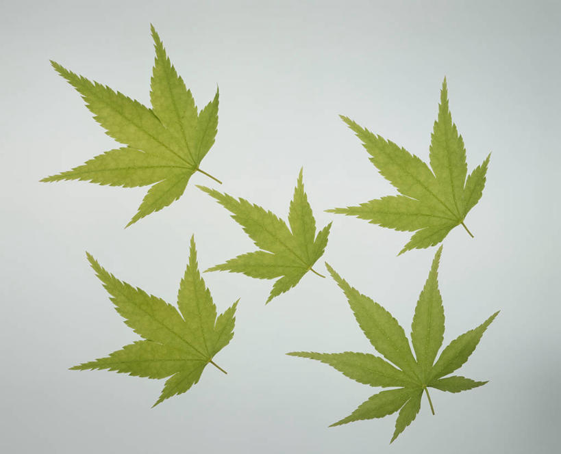 无人,横图,室内,特写,白天,正面,叶子,灰色背景,枫叶,绿叶,五片,绿色,嫩叶,摄影,影棚,枫树叶,叶,叶片,彩图,影棚拍摄,拍摄