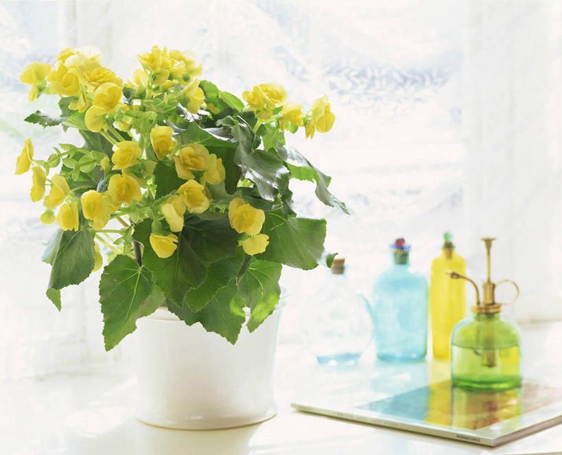 无人,横图,室内,特写,白天,正面,智慧,海棠花,花瓶,书籍,叶子,阴影,朦胧,模糊,艺术,盛开,反射,影子,陶瓷,海棠,绿叶,陶瓷制品,花蕾,文化,花,花瓣,花朵,鲜花,插花,瓶子,书本,花苞,花蕊,嫩叶,自信,呵护,插花艺术,秋海棠,创造,创作,想象,八月春,解语花,相思草,岩丸子,叶,叶片,书,图书,彩图