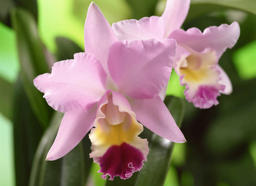 无人,横图,室外,特写,白天,正面,美景,叶子,阴影,朦胧,模糊,盛开,光线,影子,景观,绿叶,花蕾,花,花瓣,花朵,鲜花,两朵,粉色,阳光,自然,花苞,花蕊,嫩叶,景色,自然风光,倾慕,花中君子,阿开木,加多利亚兰,嘉徳利亚兰,嘉德丽亚兰,卡特兰,卡特利亚兰,兰花,叶,叶片,彩图,敬爱