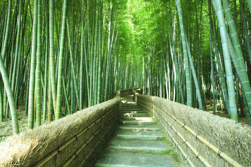 无人,栏杆,横图,室外,白天,正面,纯洁,美景,道路,路,竹子,京都,日本,亚洲,阴影,光线,影子,景观,竹林,围栏,小路,交通,护栏,阳光,自然,景色,京都府,高雅,自然风光,东亚,本州,本州岛,日本国,近畿地方,近畿,奉献,质朴,正直,嵯峨野,担当,右京区,竹,彩图,奋进,操守,四君子,岁寒三友,性坚,虚怀,虚心,善群,卓尔