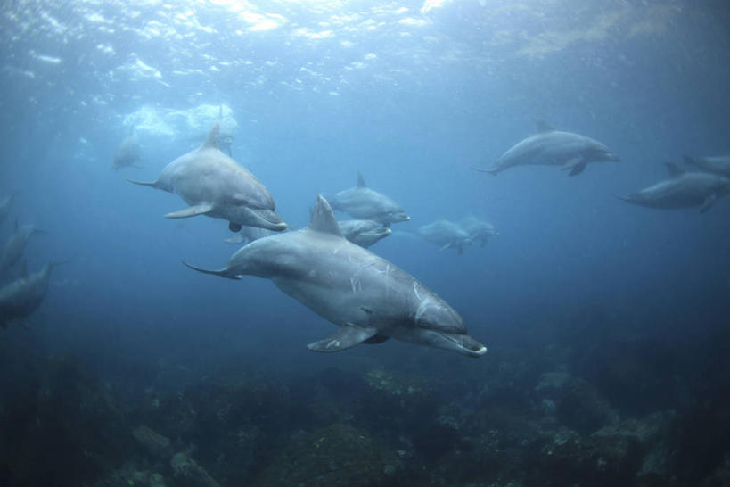 游泳,无人,横图,室外,白天,侧面,海底,水下,海浪,海洋,美景,哺乳动物,鲸鱼,东京,日本,亚洲,许多,景观,浪花,水底,很多,注视,海洋生物,自然,海水,动物,观察,看,景色,海底世界,鲸,观看,察看,关注,自然风光,水生动物,水生物,海景,东亚,海底动物,本州,关东地方,本州岛,日本国,东京都,泅水,鲸类,白暨豚,白鳍,白鳍豚,拍浮,豆南诸岛,伊豆七岛,伊豆群岛,大海,风浪,海,海床,海水的波动,近岸浪,涌浪,半身,彩图,御藏岛