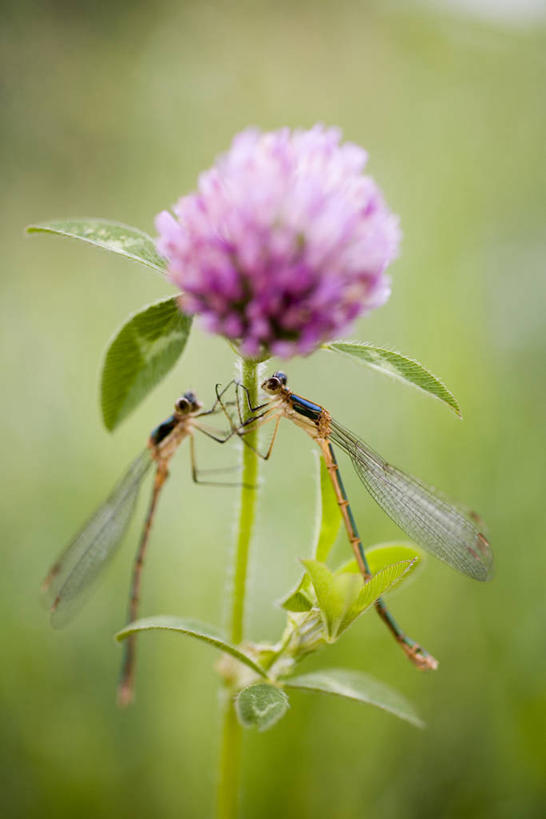无人,竖图,室外,特写,白天,侧面,花海,花圃,美景,植物,叶子,阴影,朦胧,模糊,盛开,光线,昆虫,影子,景观,三叶草,花蕾,注视,停留,花,花瓣,花朵,花卉,鲜花,粉色,绿色,阳光,自然,动物,花丛,花束,花田,花苞,花蕊,观察,看,两只,景色,观看,停止,察看,关注,自然风光,益虫,苜蓿,牧草,豆娘,蜻蛉,逗留,停顿,彩图,全身,牧草之王
