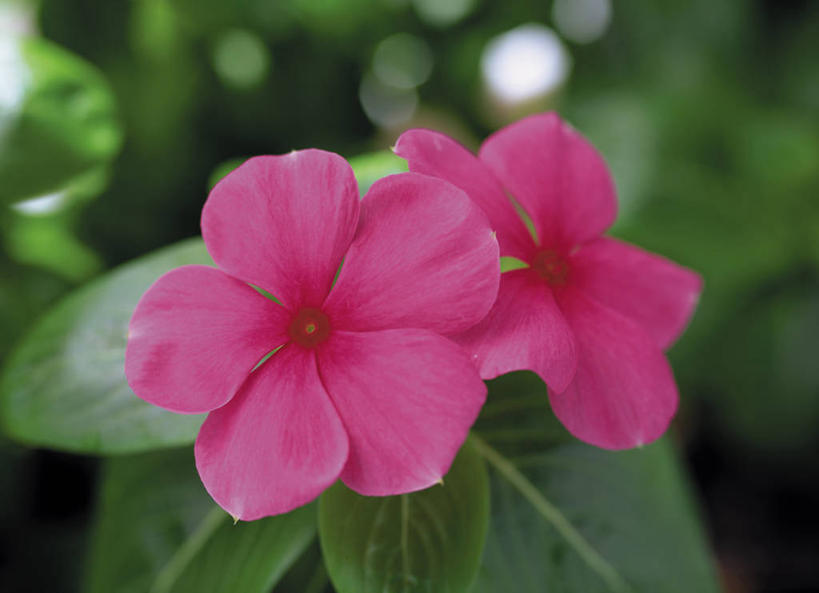 无人,横图,室外,特写,白天,正面,幸福,花海,花圃,美景,植物,月季花,叶子,阴影,朦胧,模糊,盛开,光线,影子,景观,花蕾,花,花瓣,花朵,花卉,鲜花,两朵,红色,绿色,阳光,自然,花丛,花束,花田,花苞,花蕊,景色,希望,自然风光,美艳,光荣,月月红,月季,长春花,彩图