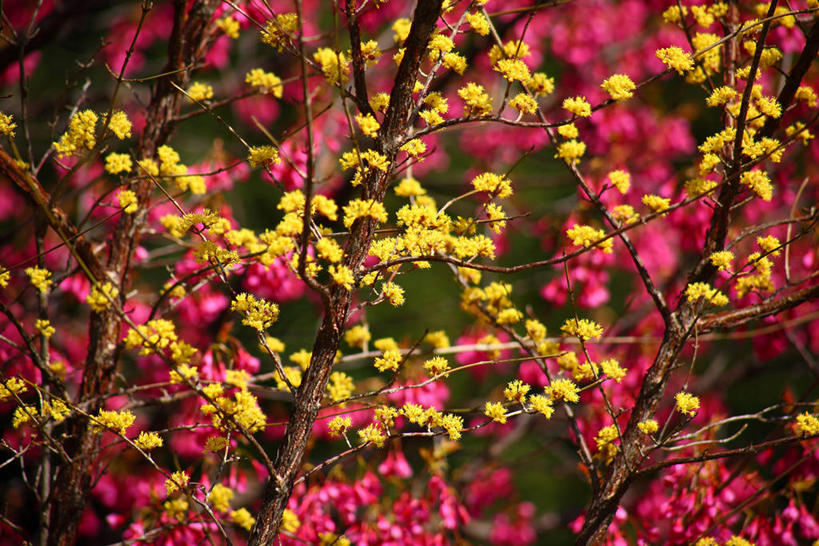 无人,横图,室外,特写,白天,正面,美景,阴影,朦胧,模糊,盛开,光线,影子,景观,枝条,花蕾,花,花瓣,花朵,鲜花,树枝,阳光,自然,花苞,花蕊,景色,自然风光,山茱萸,山萸肉,山芋肉,蜀酸枣,天木籽,药枣,萸肉,枣皮,虬枝,枝杈,彩图