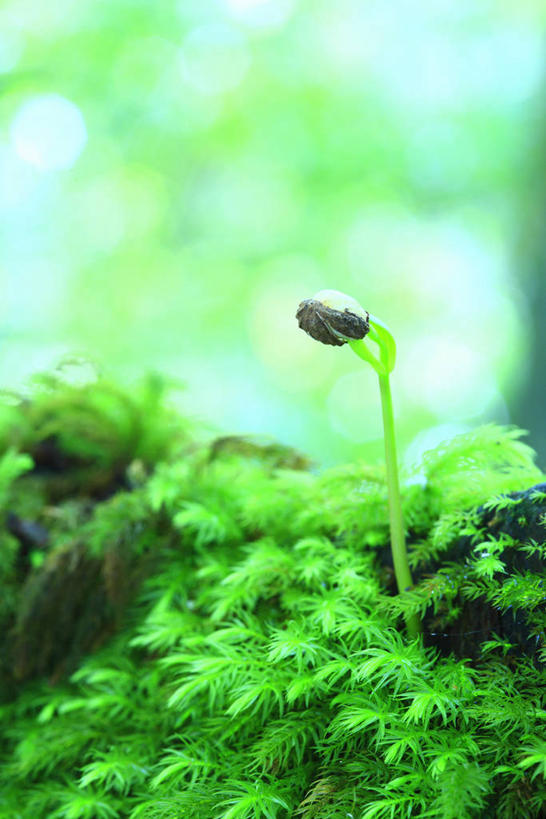 无人,竖图,室外,白天,正面,美景,植物,阴影,朦胧,模糊,光线,影子,景观,青苔,发芽,苔藓,绿色,阳光,自然,景色,生长,成长,自然风光,恶心,抽芽,彩图
