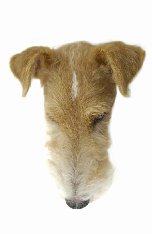 头,无人,竖图,俯视,室内,特写,白天,白色背景,宠物,狗,注视,一只,动物,观察,看,可爱,摄影,影棚,观看,察看,关注,猎狐犬,忠诚,英国猎狐犬,头部,犬,半身,彩图,高角度拍摄,影棚拍摄,拍摄