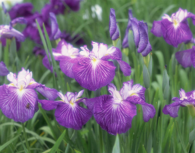 无人,横图,室外,特写,白天,正面,爱情,友谊,花海,花圃,美景,植物,叶子,大分县,日本,亚洲,阴影,朦胧,模糊,盛开,光线,影子,景观,鸢尾花,花蕾,花,花瓣,花朵,花卉,鲜花,绿色,紫色,阳光,自然,花丛,花束,花田,花苞,花蕊,景色,鸢尾,自然风光,东亚,日本国,九州本岛,九州,九州岛,九州地方,紫蝴蝶,蓝蝴蝶,扁竹花,大分,别府,彩图,爱丽丝,爱丽丝花