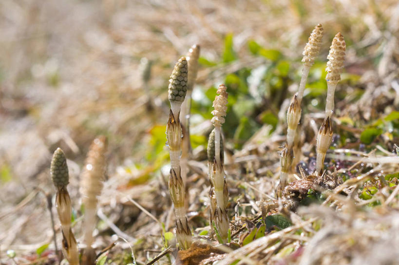 无人,横图,室外,特写,白天,正面,美景,阴影,朦胧,模糊,光线,影子,景观,阳光,自然,景色,马尾,自然风光,问荆,接续草,公母草,搂接草,空心草,马蜂草,猪鬃草,黄蚂草,节节草,接骨草,彩图,木贼,马尾植物