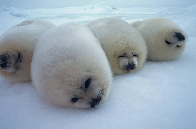 无人,横图,室外,白天,正面,美景,雪,大雪,哺乳动物,海豹,野生动物,幼小,四只,阴影,光线,影子,积雪,景观,雪景,冬季,冬天,注视,白色,阳光,自然,动物,观察,看,趴着,景色,寒冷,可爱,活泼,观看,察看,关注,自然风光,格陵兰海豹,严寒,竖琴海豹,趴,半身,彩图